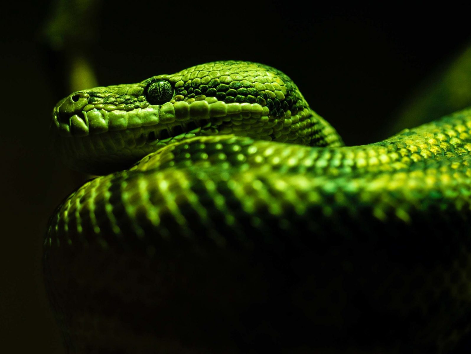 Green snake against a black background